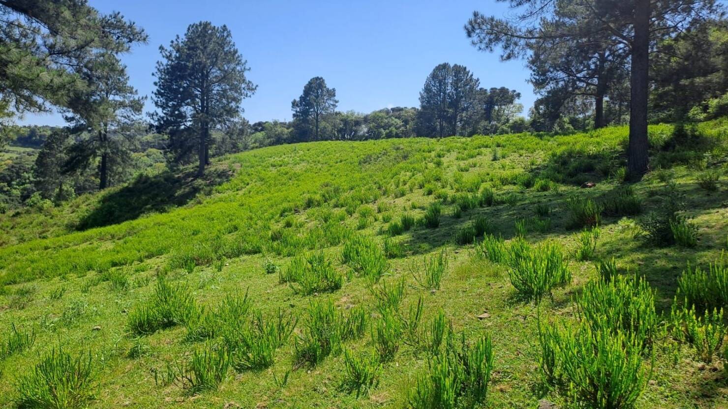 Terreno à venda, 30500m² - Foto 1