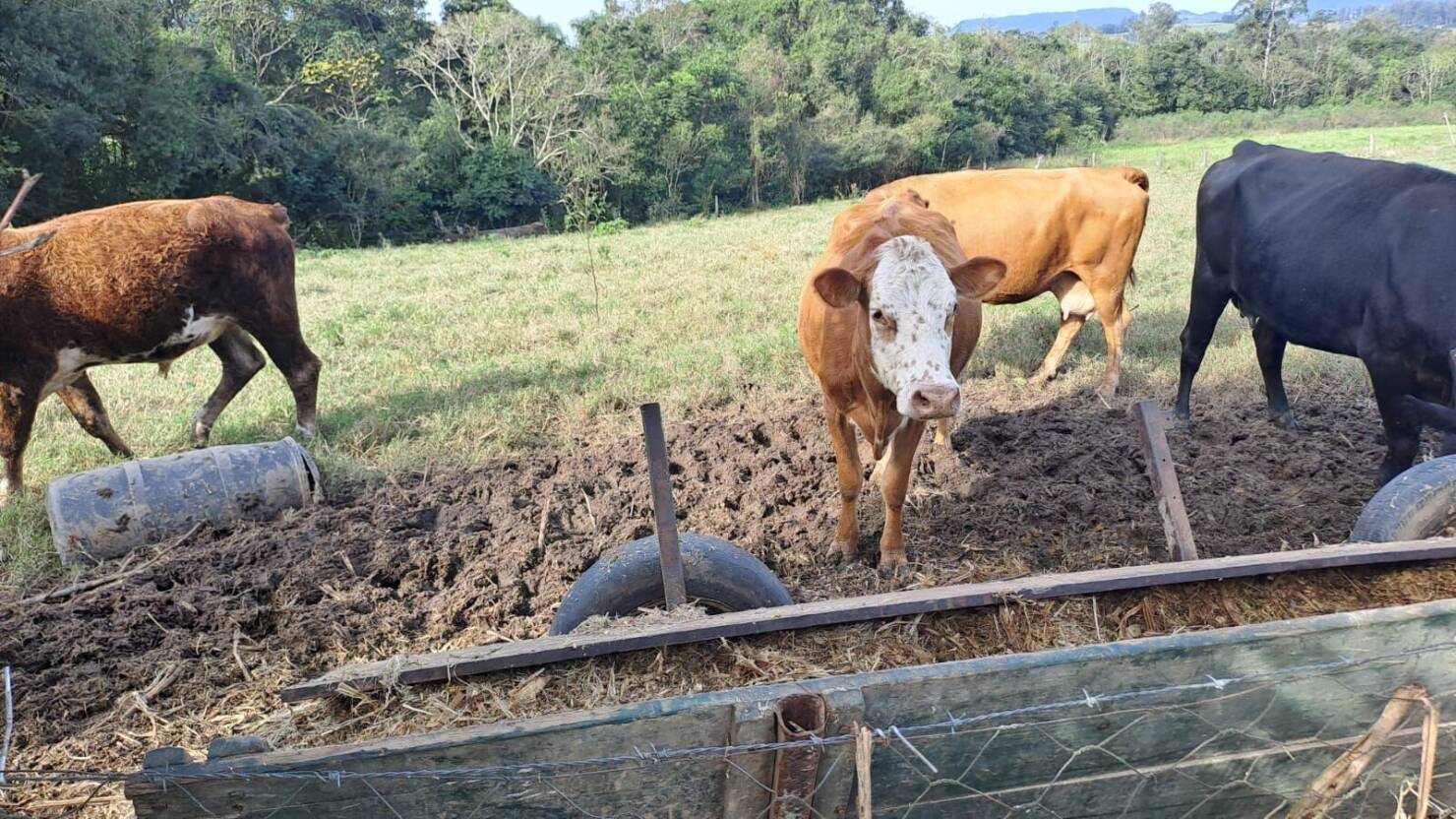 Fazenda à venda com 3 quartos, 100000m² - Foto 13