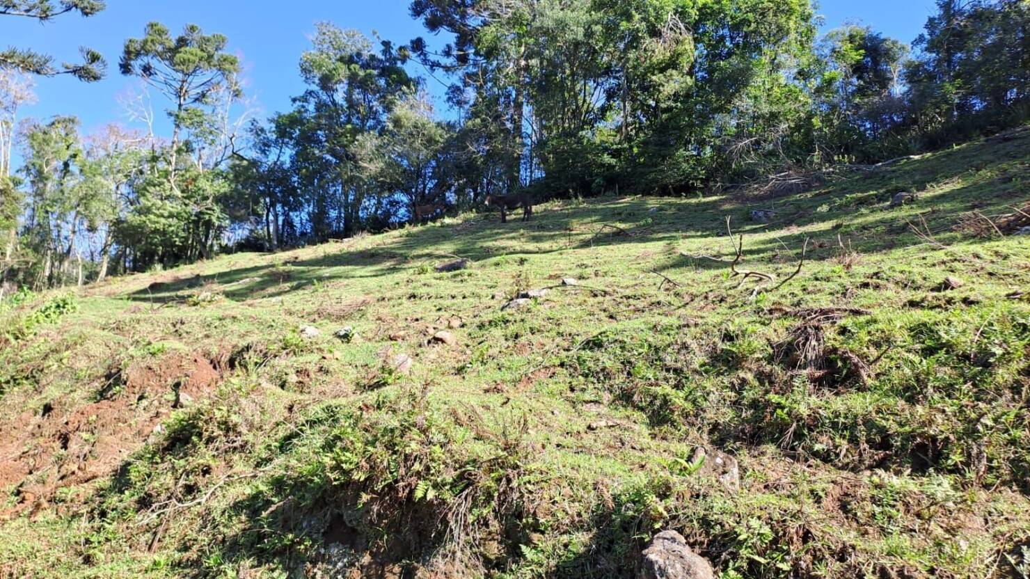 Fazenda à venda com 3 quartos, 16800m² - Foto 15