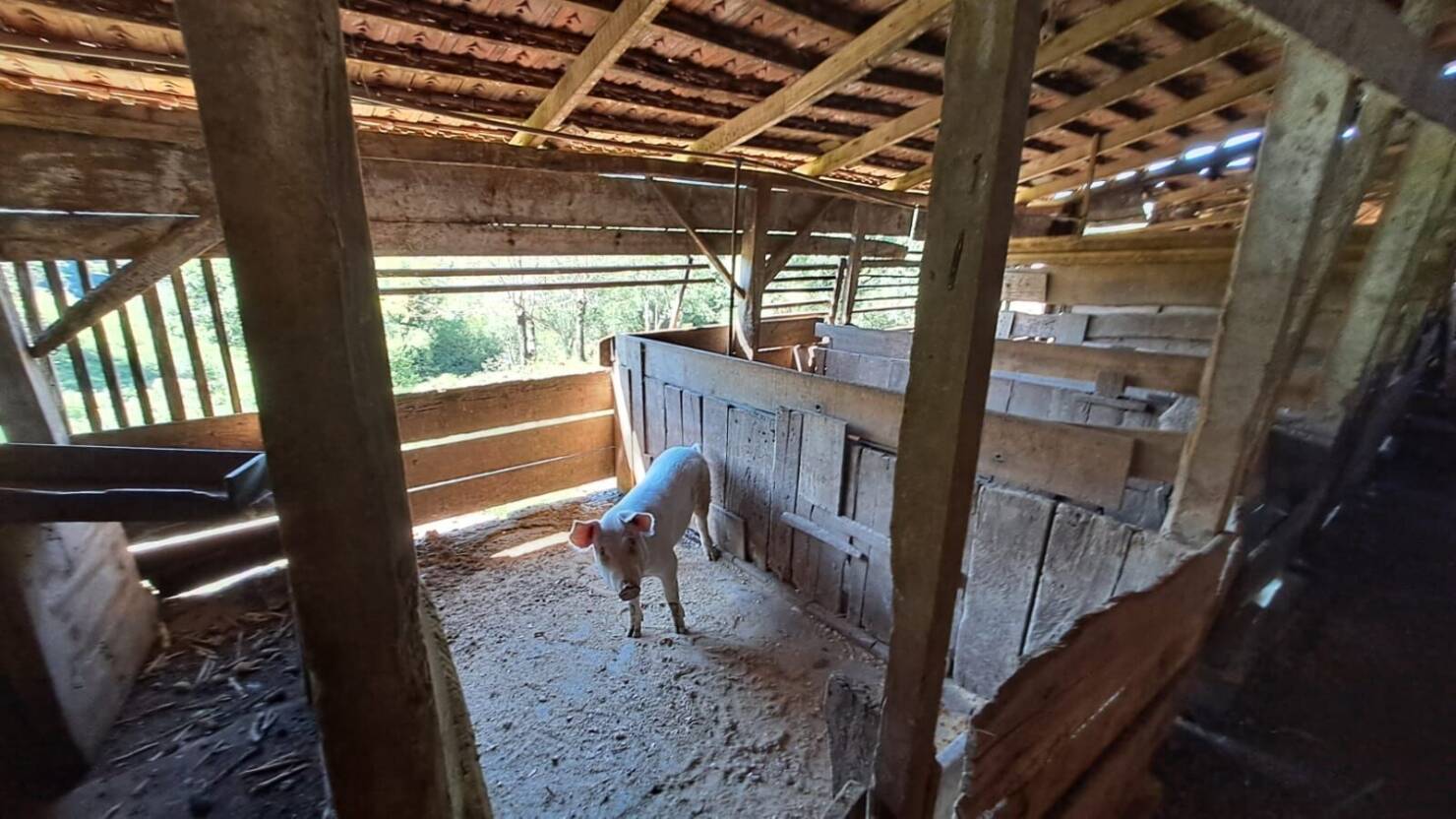 Fazenda, 20 hectares - Foto 12