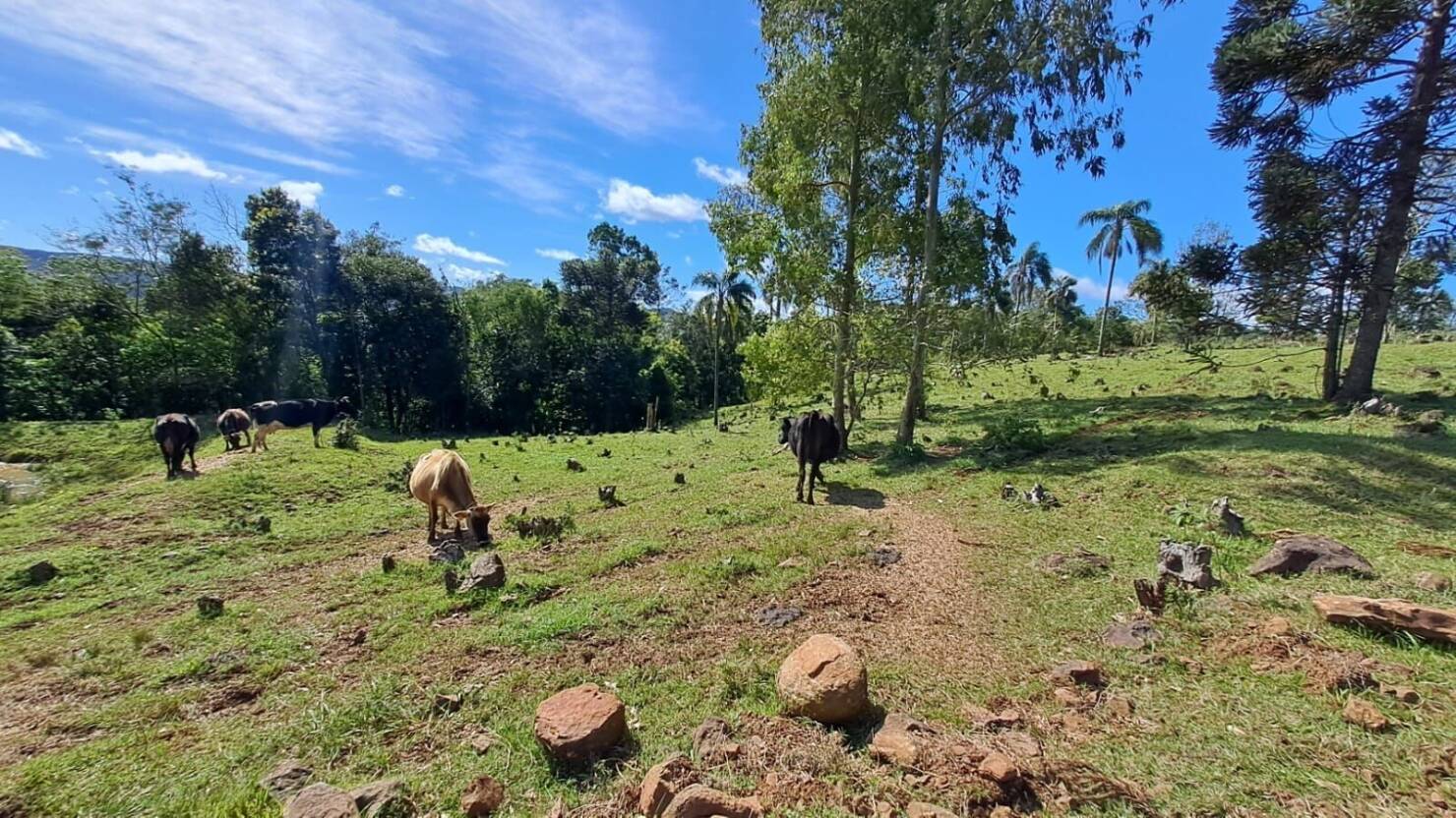 Fazenda à venda com 4 quartos, 365000m² - Foto 3
