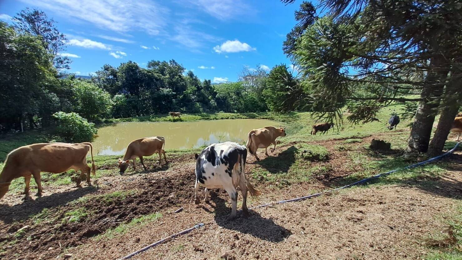 Fazenda à venda com 4 quartos, 365000m² - Foto 4