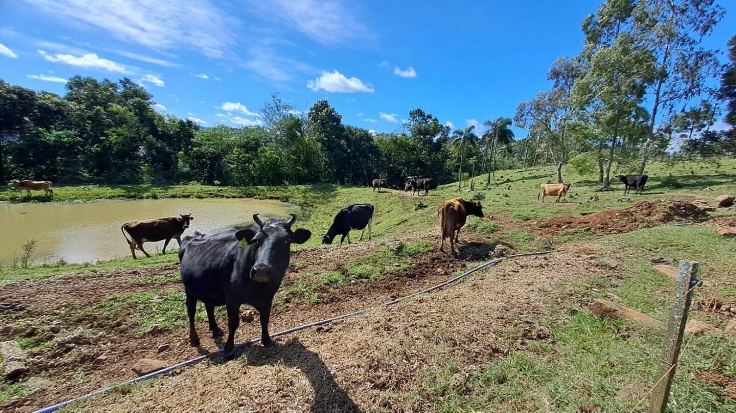 Fazenda à venda com 4 quartos, 365000m² - Foto 22