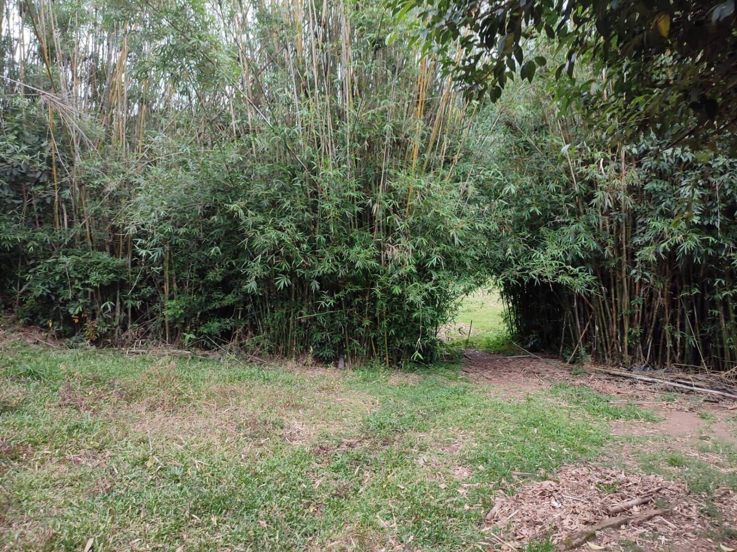 Chácara à venda com 3 quartos, 200000m² - Foto 6