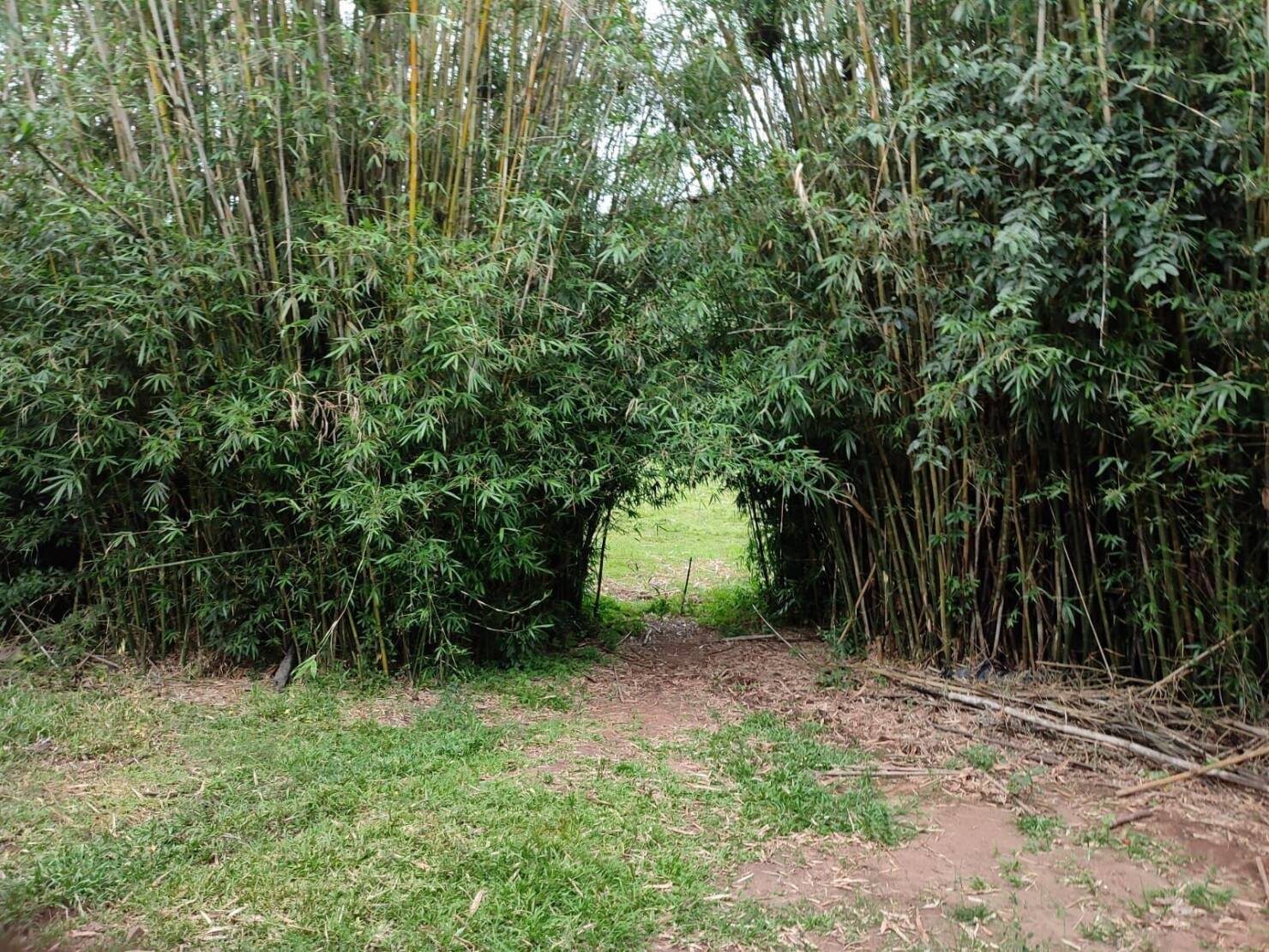 Chácara à venda com 3 quartos, 200000m² - Foto 7