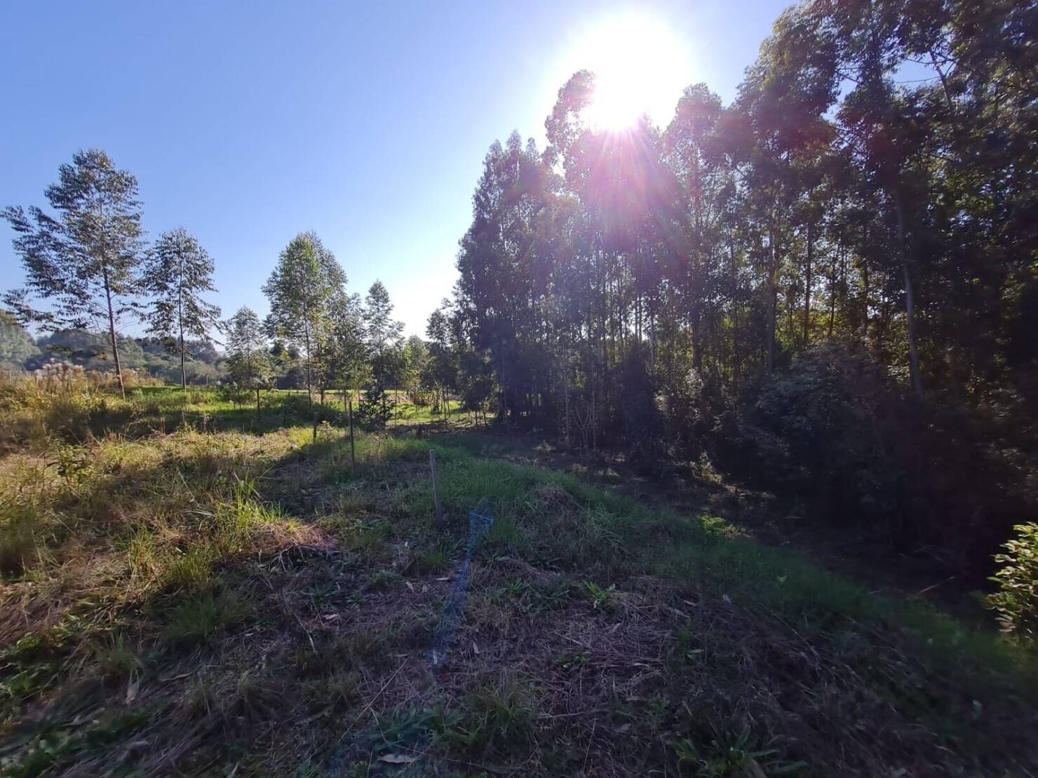 Terreno, 3 hectares - Foto 11