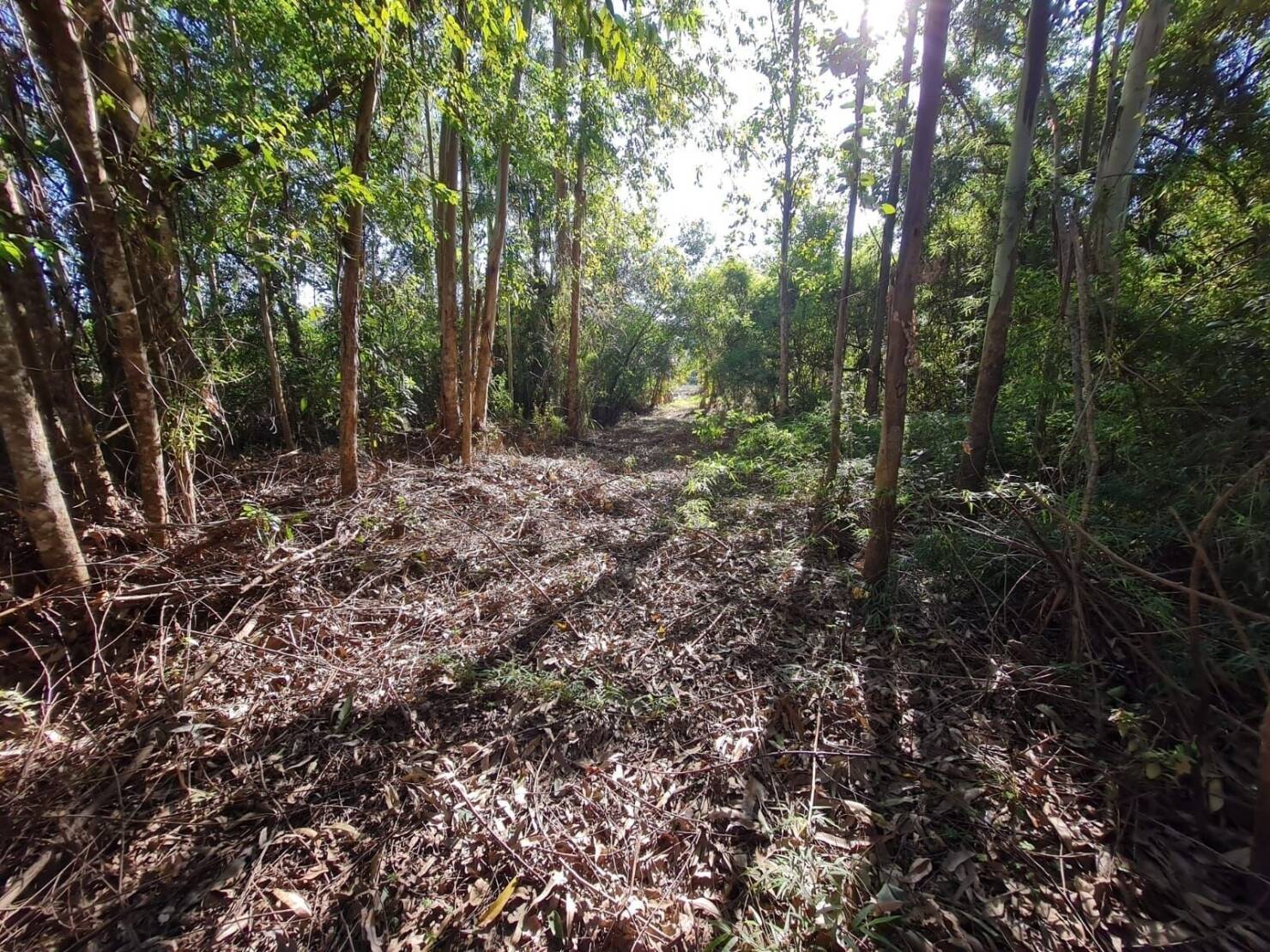 Terreno, 3 hectares - Foto 13