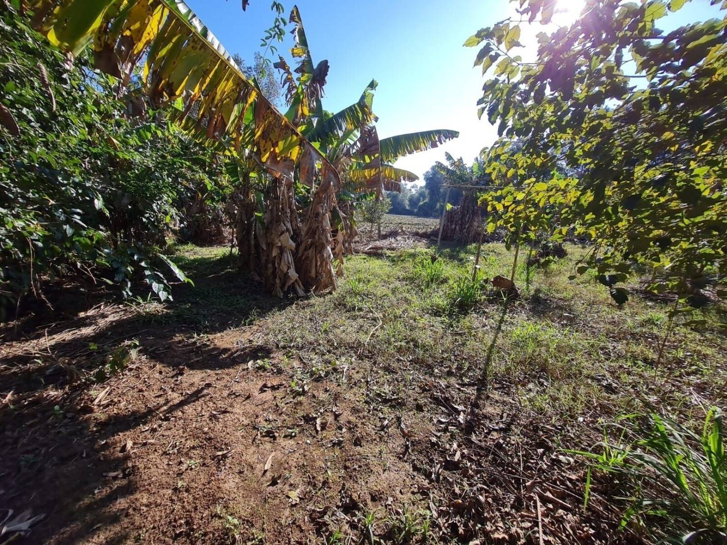 Terreno, 3 hectares - Foto 14