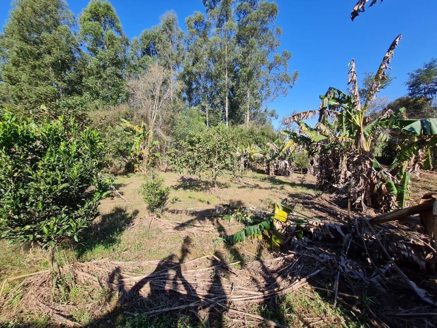 Terreno, 3 hectares - Foto 15