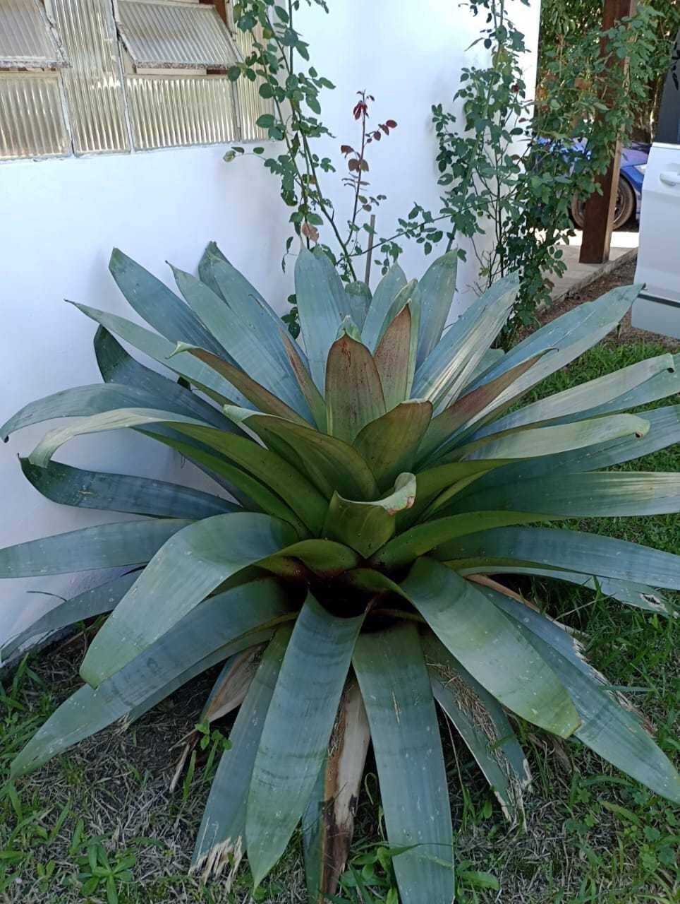 Chácara, 3 quartos, 2 hectares - Foto 22