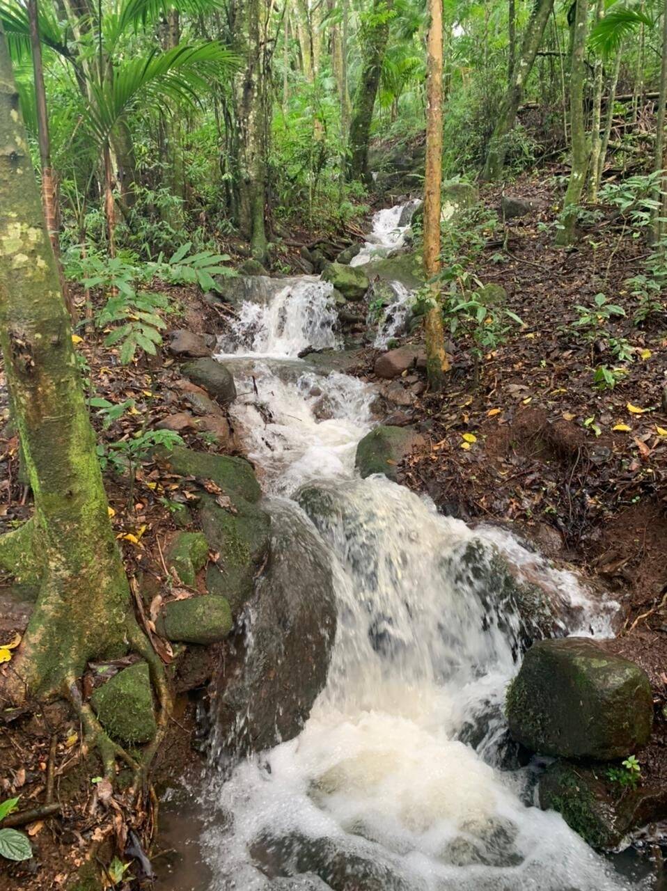 Terreno, 9 hectares - Foto 16