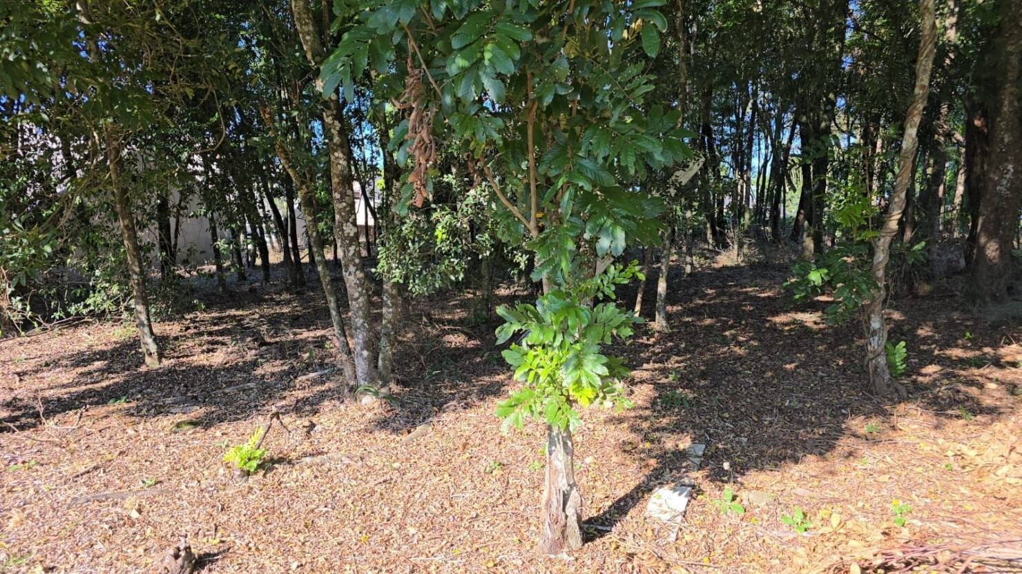 Terreno, 585 m² - Foto 7