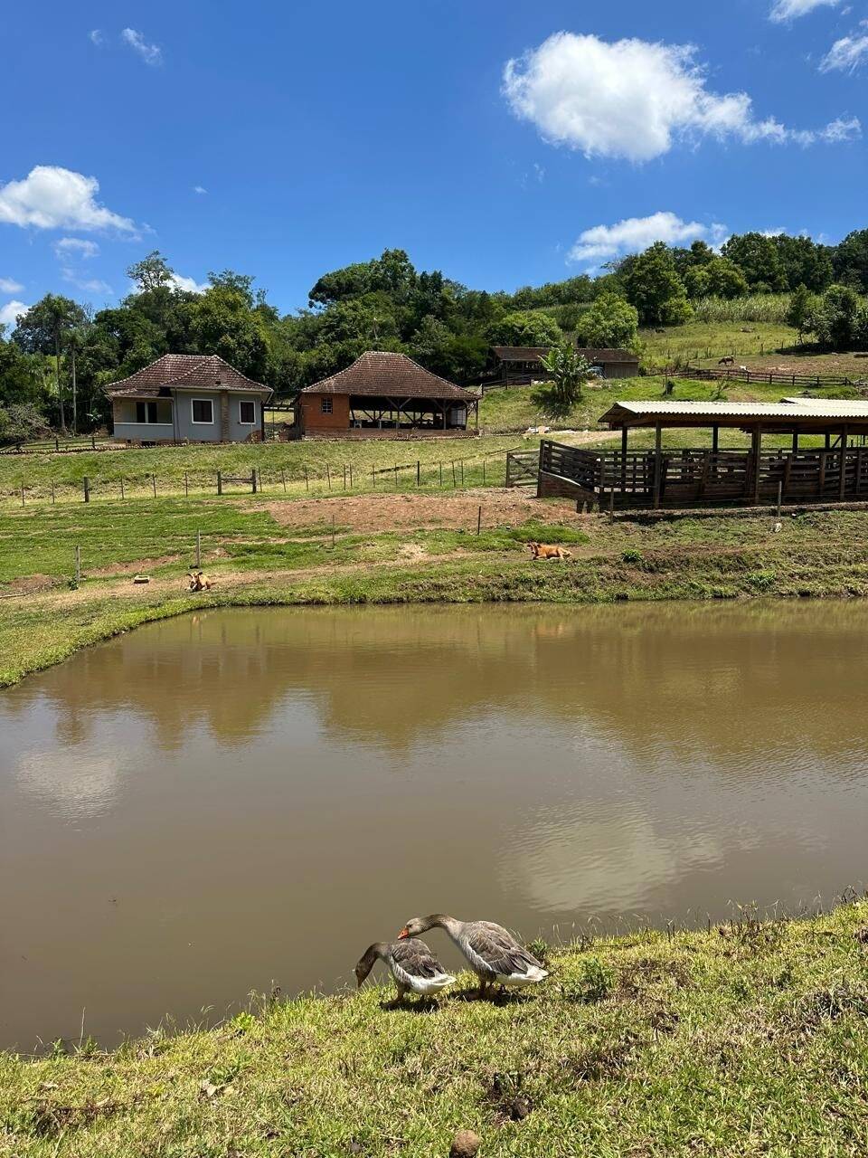 Chácara, 3 quartos, 8 hectares - Foto 11