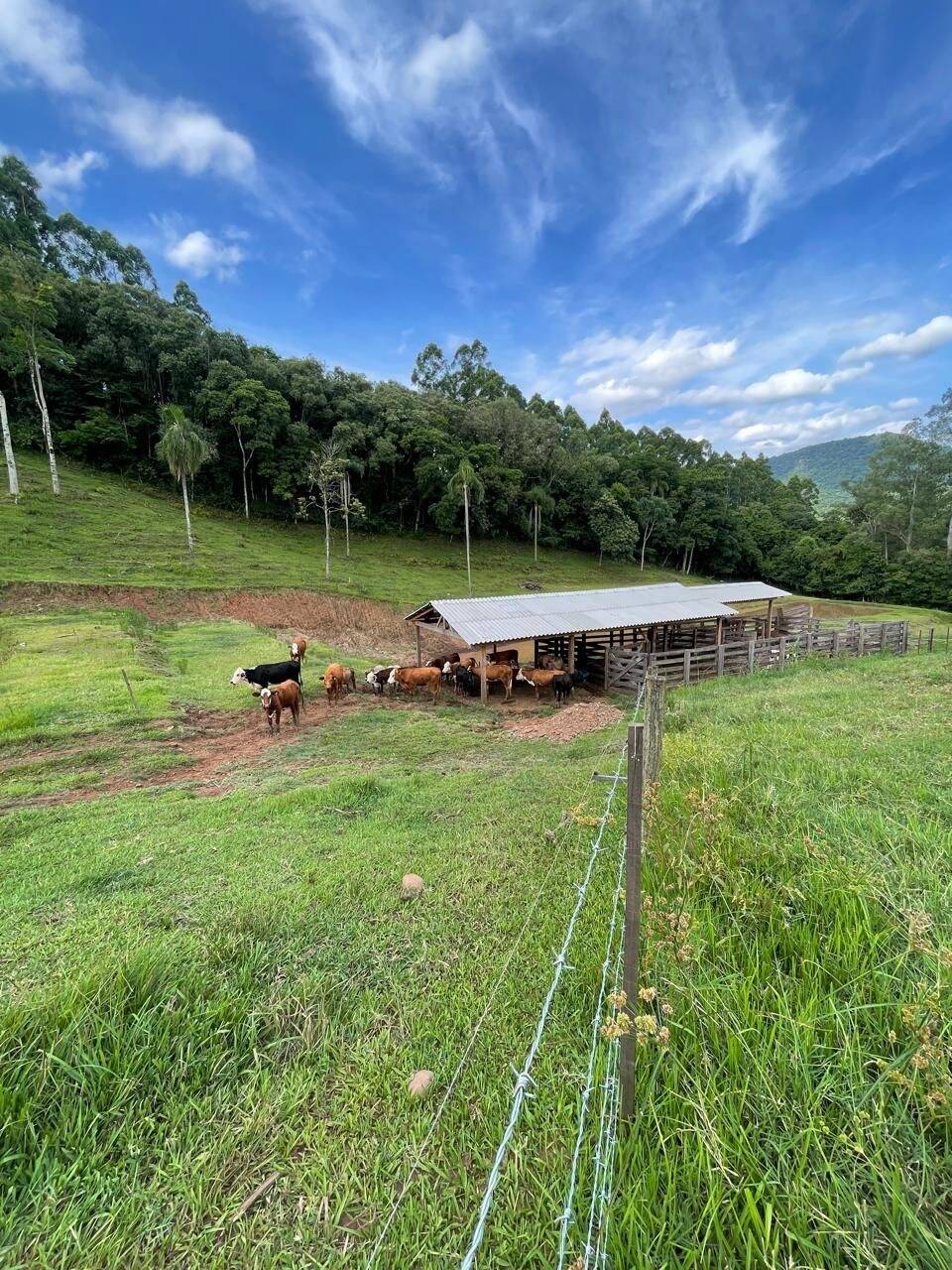 Chácara, 3 quartos, 8 hectares - Foto 13