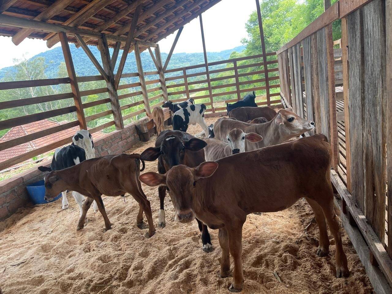 Chácara, 3 quartos, 8 hectares - Foto 16