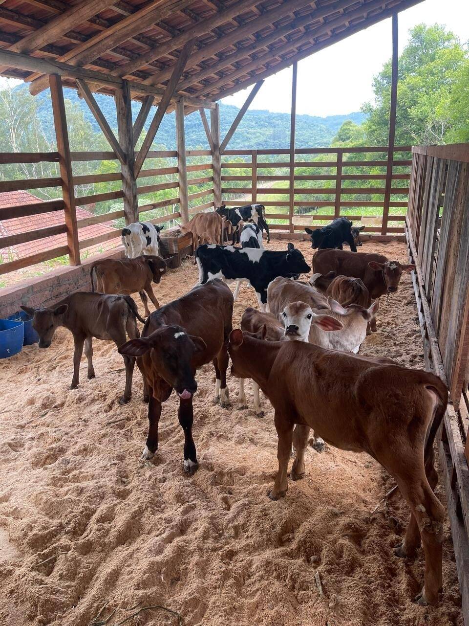 Chácara, 3 quartos, 8 hectares - Foto 18