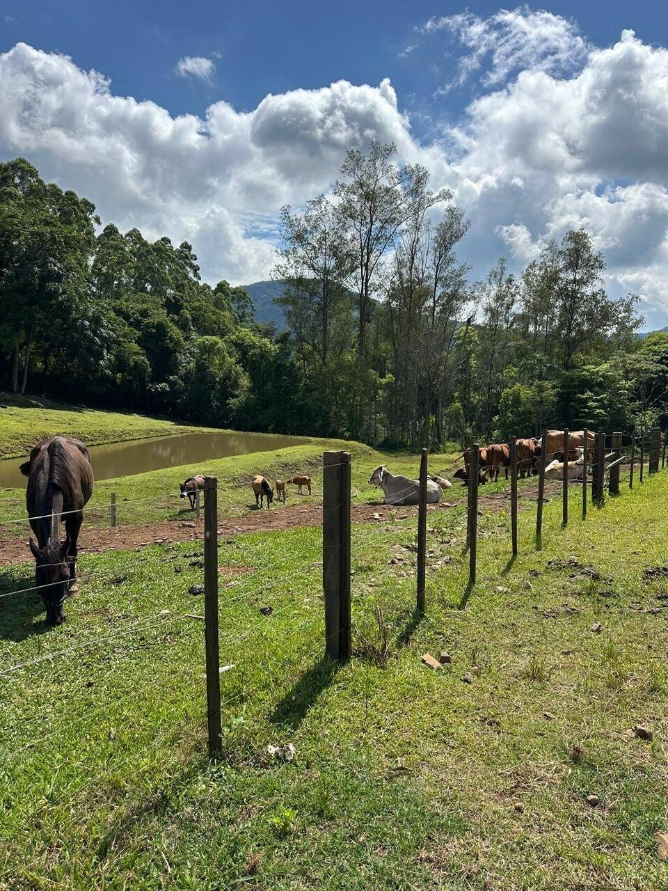 Chácara, 3 quartos, 8 hectares - Foto 22