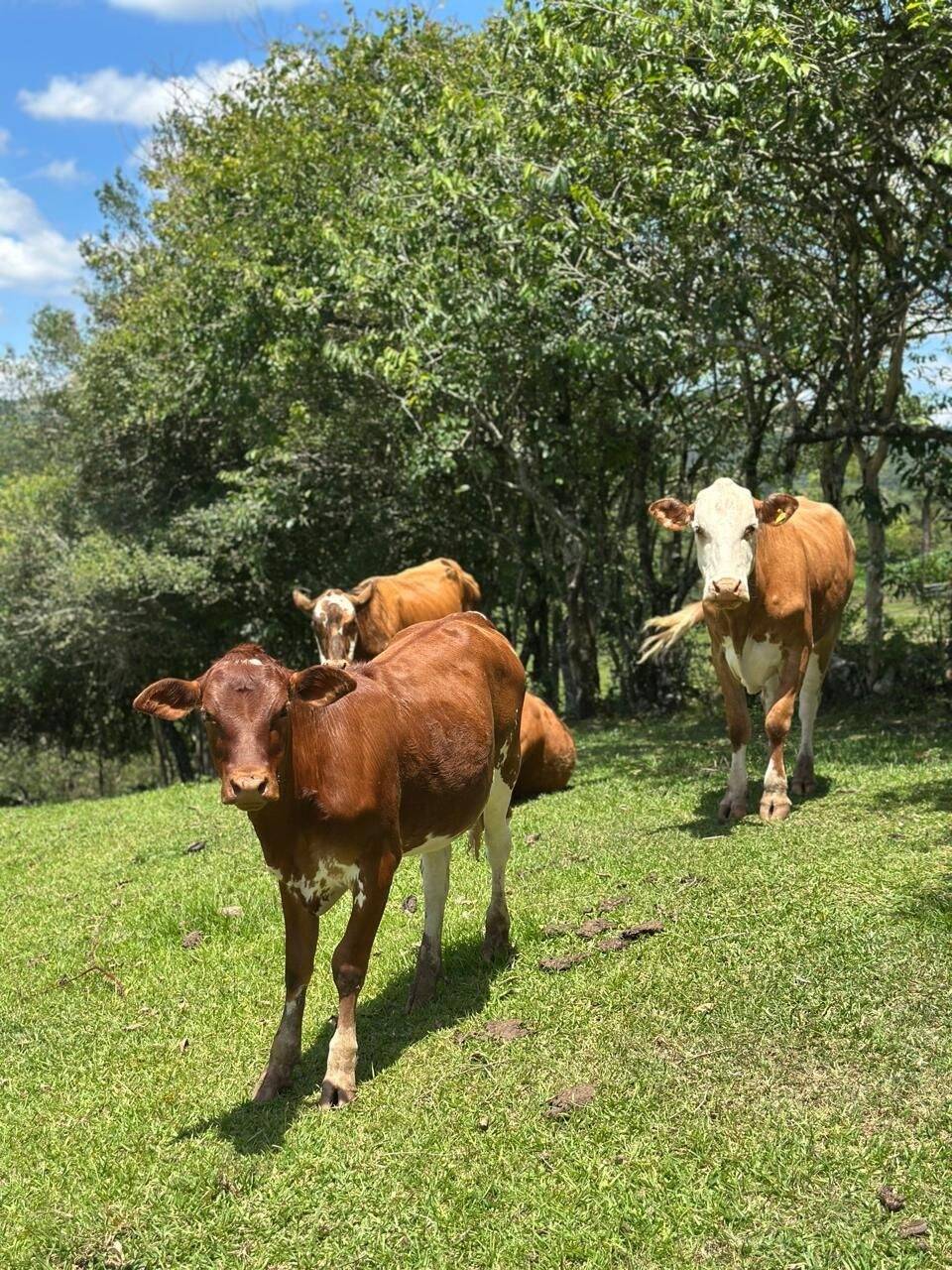 Chácara, 3 quartos, 8 hectares - Foto 23