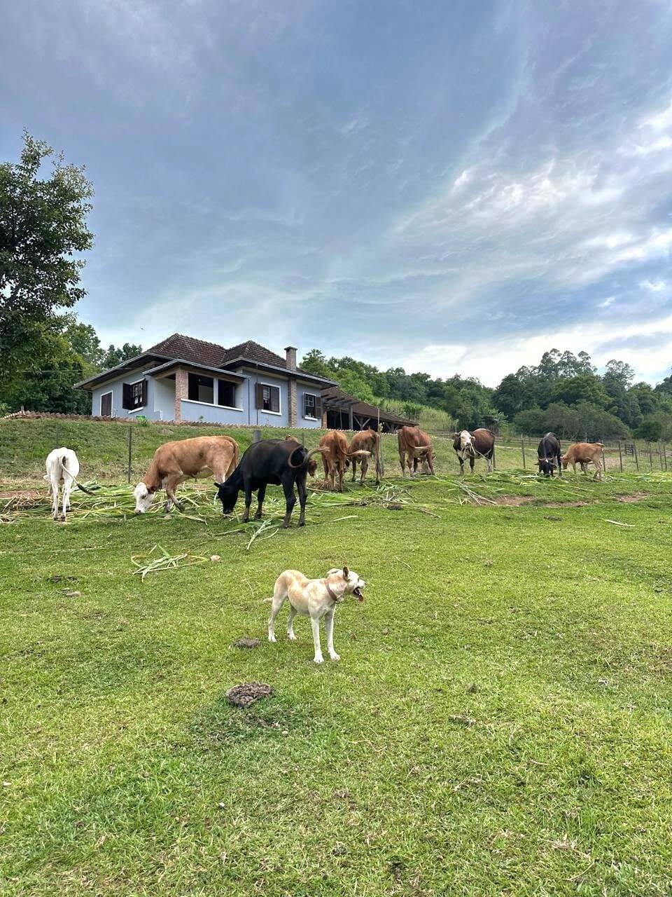 Chácara, 3 quartos, 8 hectares - Foto 24