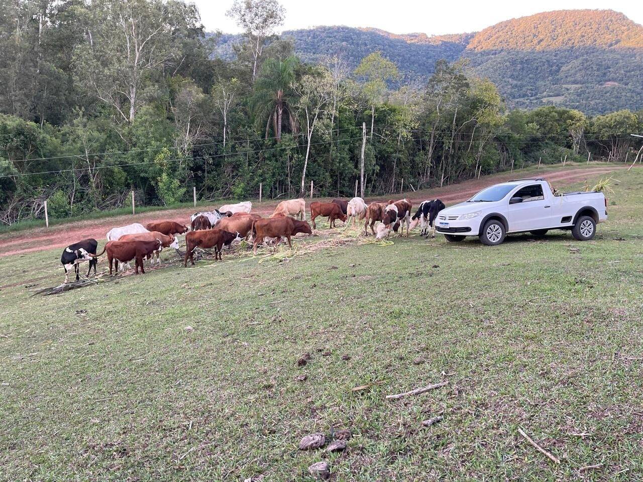 Chácara, 3 quartos, 8 hectares - Foto 25