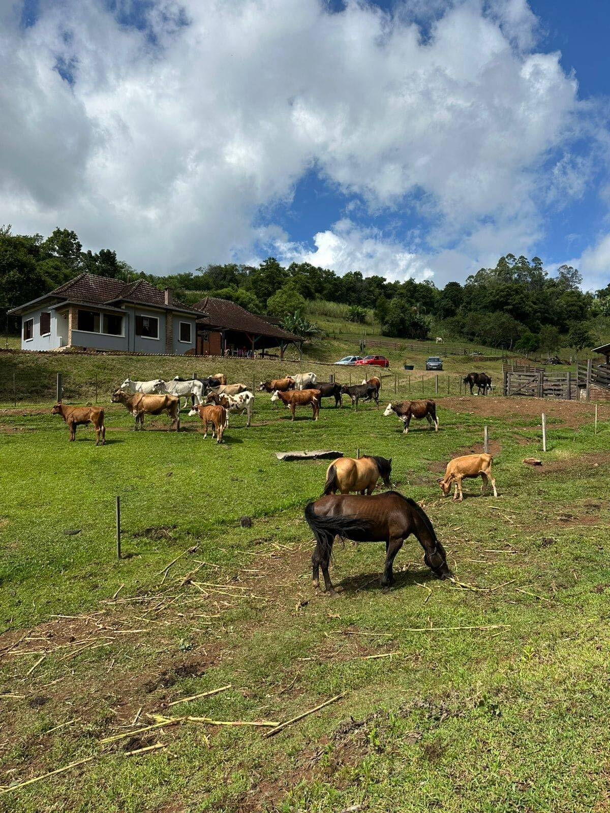 Chácara, 3 quartos, 8 hectares - Foto 26