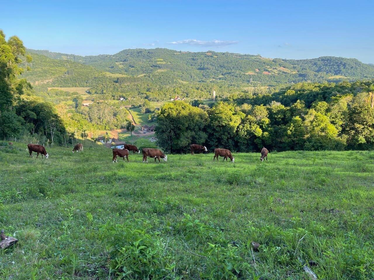 Chácara, 3 quartos, 8 hectares - Foto 29