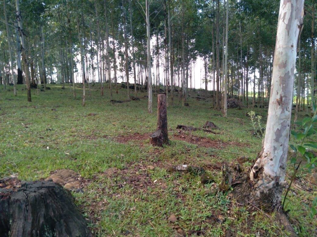 Fazenda à venda com 2 quartos, 90m² - Foto 6
