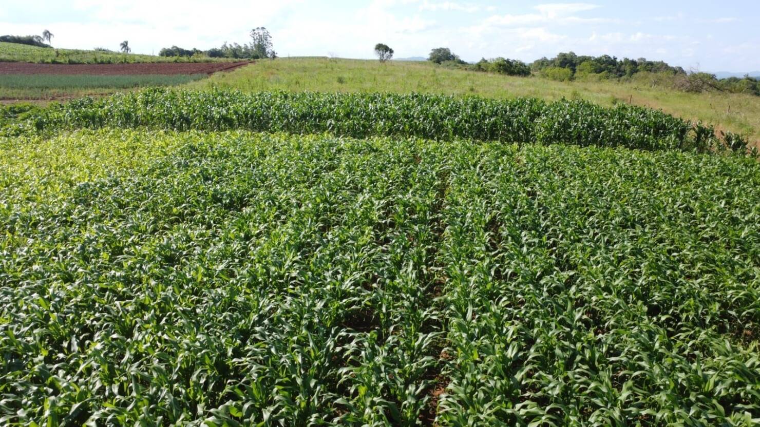 Sítio, 3 quartos, 6 hectares - Foto 2