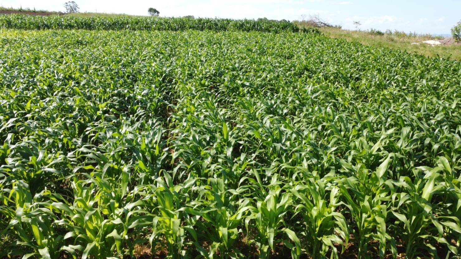 Sítio, 3 quartos, 6 hectares - Foto 3