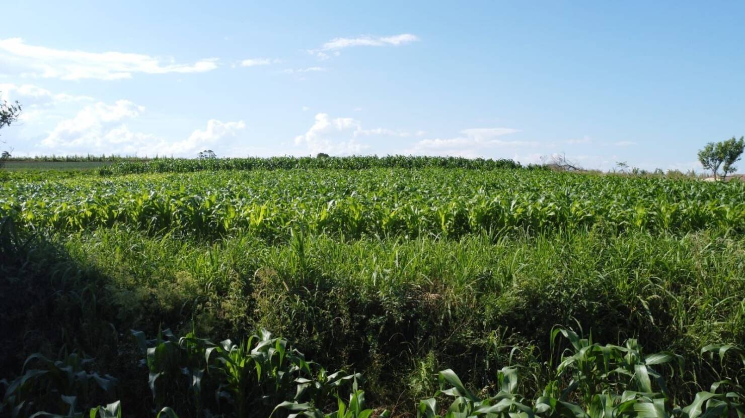 Sítio, 3 quartos, 6 hectares - Foto 4