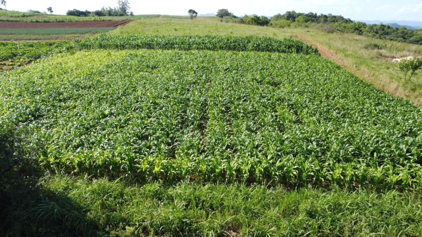 Sítio, 3 quartos, 6 hectares - Foto 5