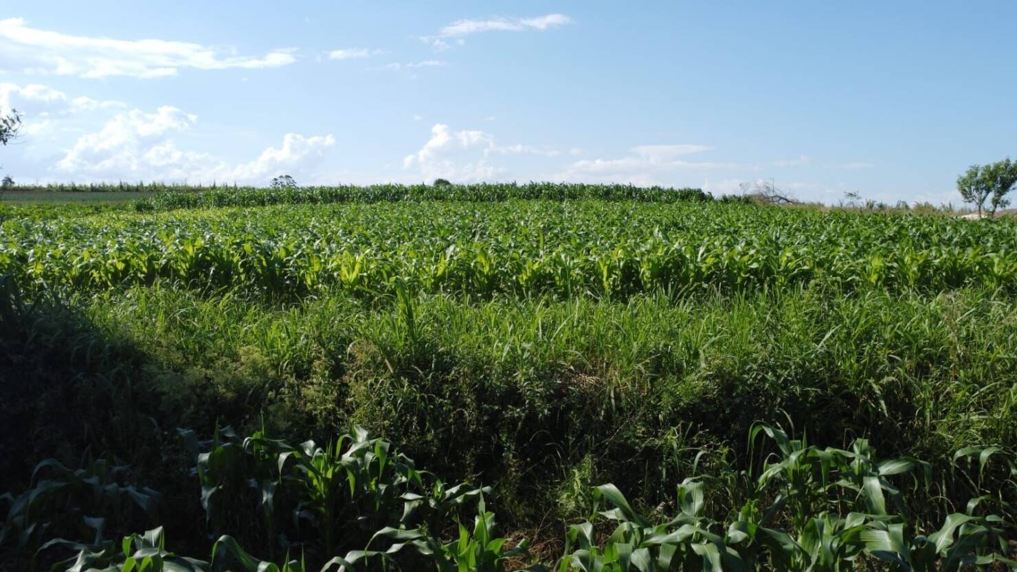 Sítio, 3 quartos, 6 hectares - Foto 6