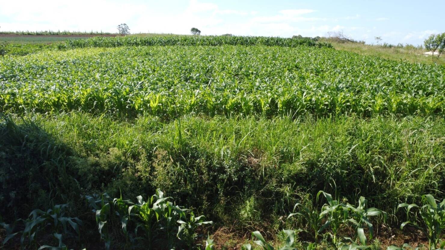 Sítio, 3 quartos, 6 hectares - Foto 10