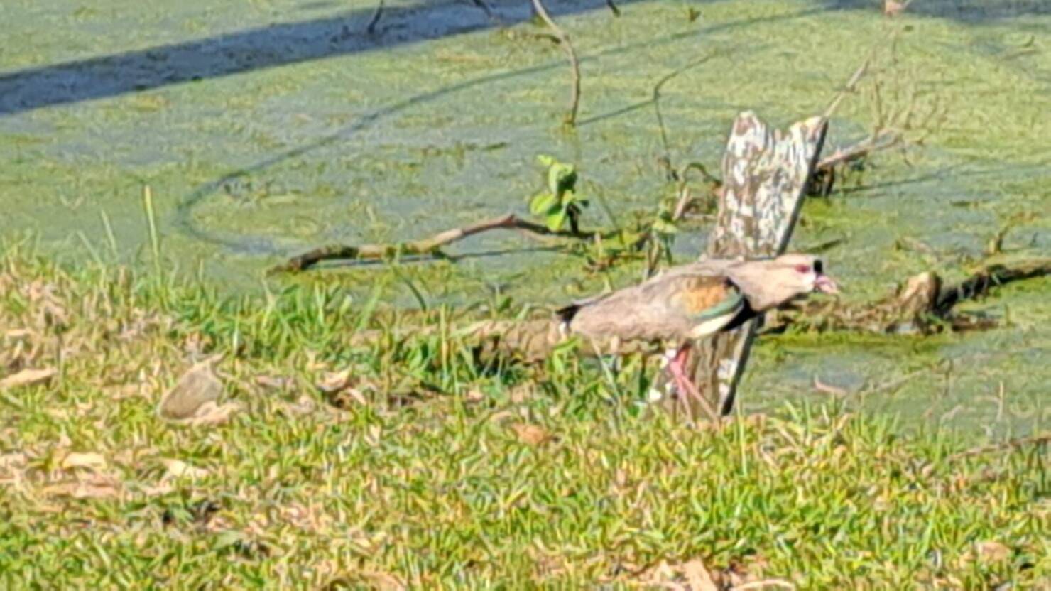 Sítio, 3 quartos, 6 hectares - Foto 11