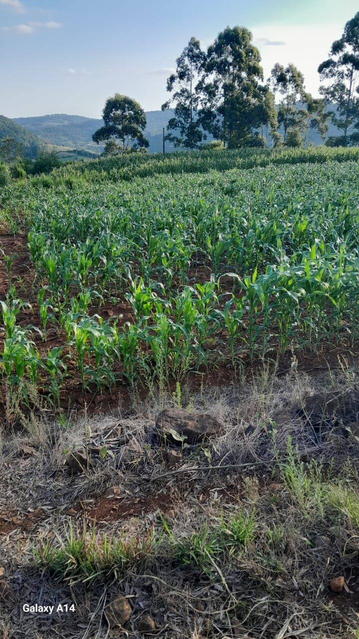 Fazenda à venda com 2 quartos, 90m² - Foto 33