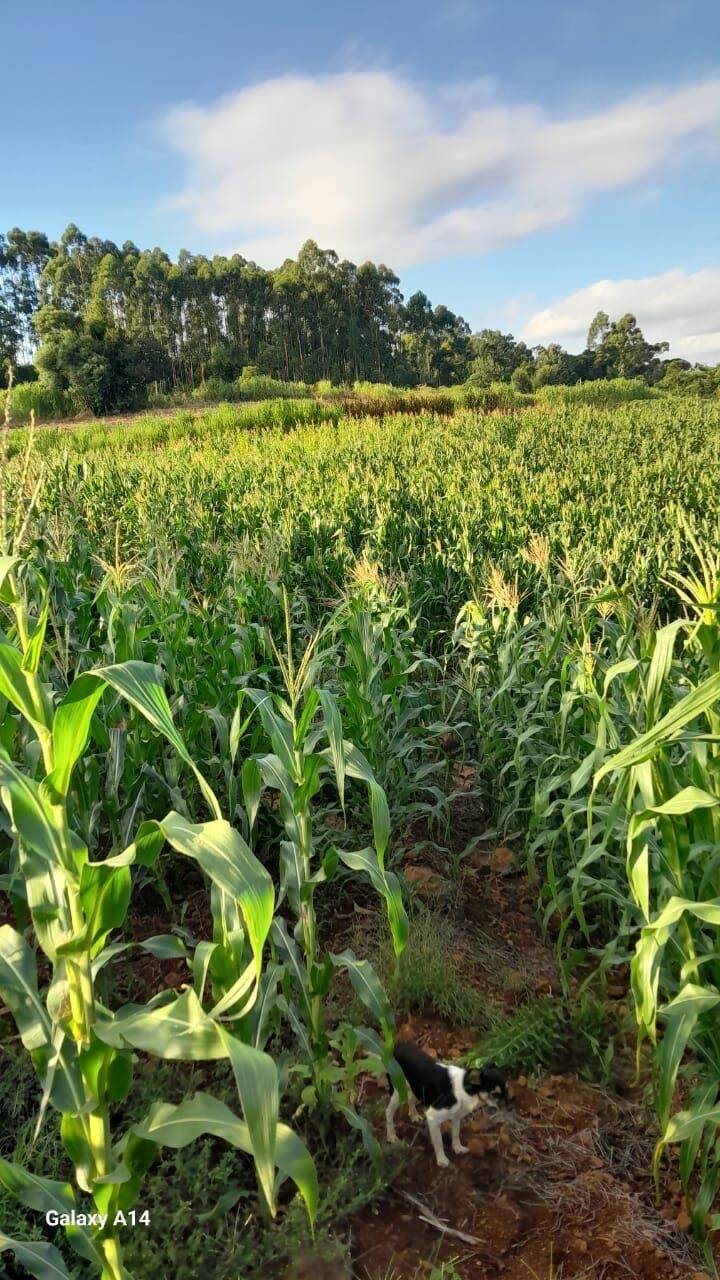 Fazenda à venda com 2 quartos, 90m² - Foto 37