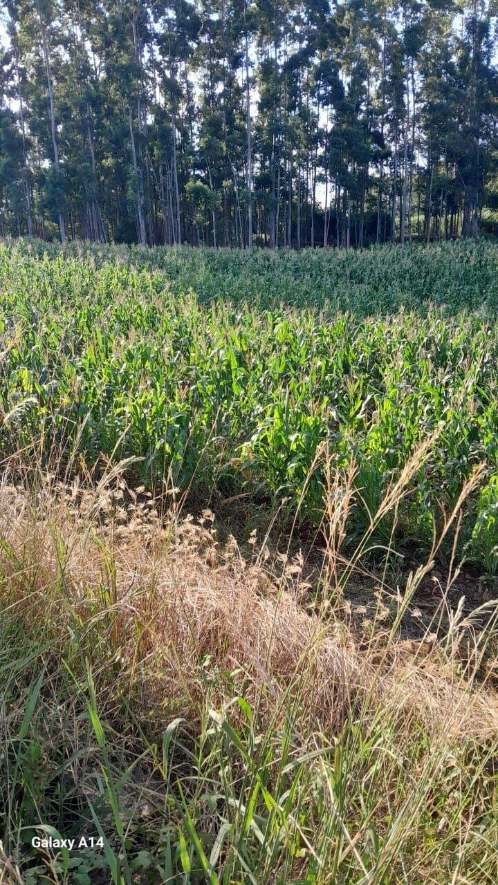 Fazenda à venda com 2 quartos, 90m² - Foto 38