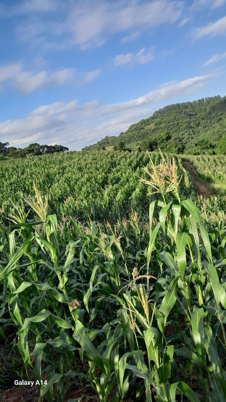 Fazenda à venda com 2 quartos, 90m² - Foto 40