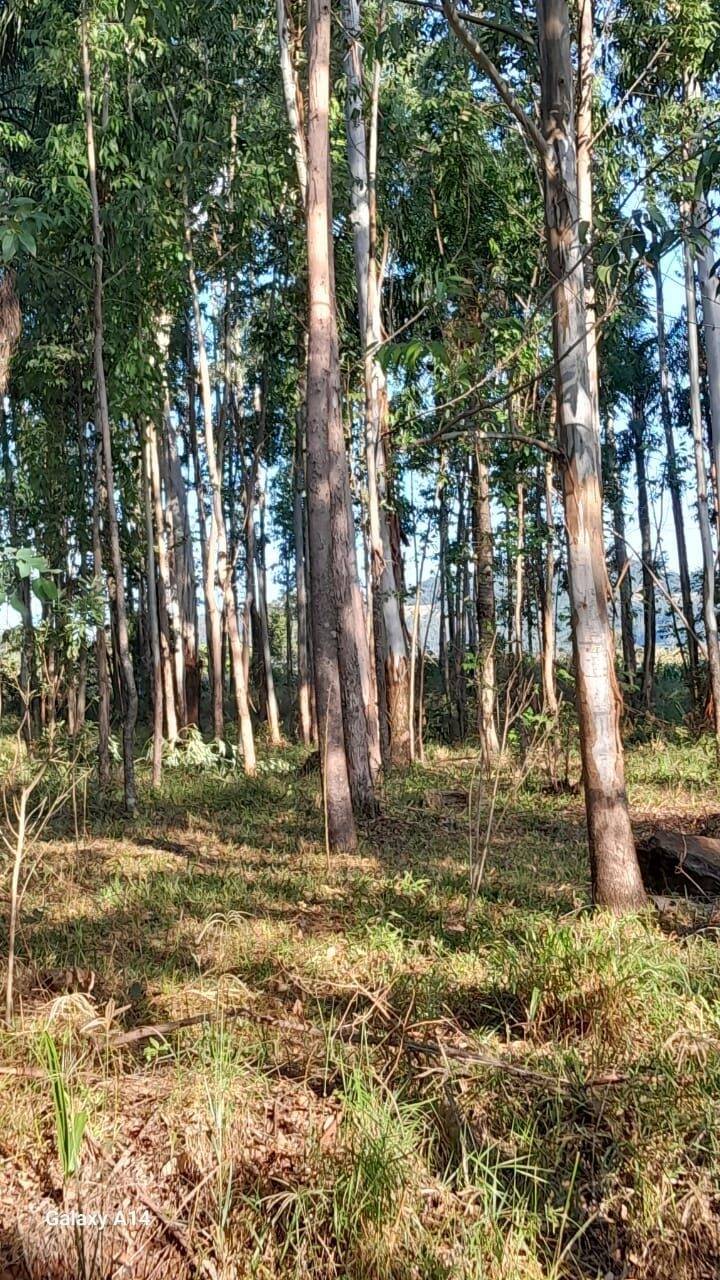 Fazenda à venda com 2 quartos, 90m² - Foto 45