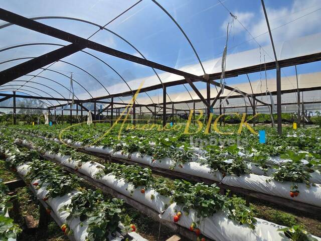 #1382 - Chácara para Venda em Vera Cruz - RS - 2