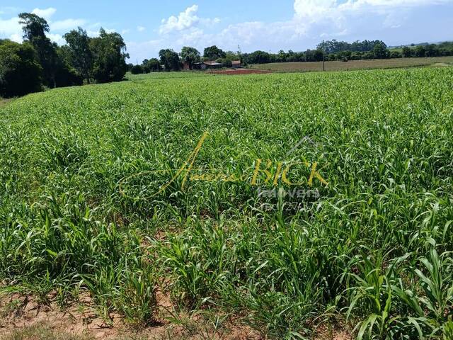 #911 - Chácara para Venda em Rio Pardo - RS - 3