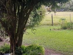 Venda em João Alves - Santa Cruz do Sul