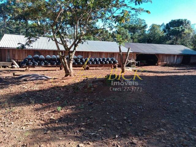 Chácara para Venda em Santa Cruz do Sul - 5